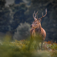 Buy canvas prints of wild stag  by Jason Thompson