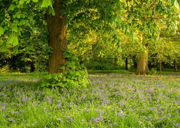 bluebells Picture Board by Jason Thompson