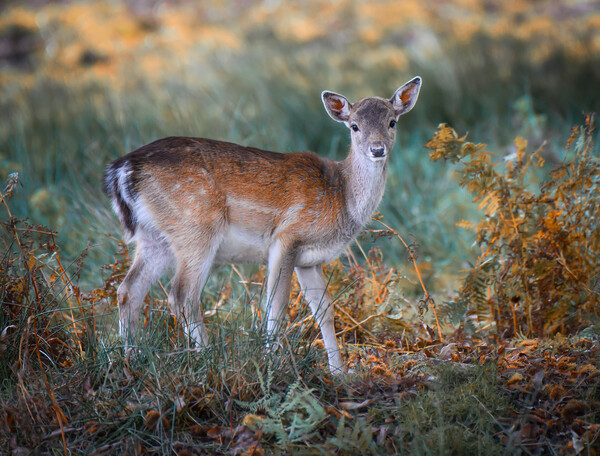 A deer standing in a field Picture Board by Jason Thompson