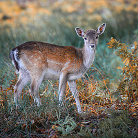Buy canvas prints of A deer standing in a field by Jason Thompson