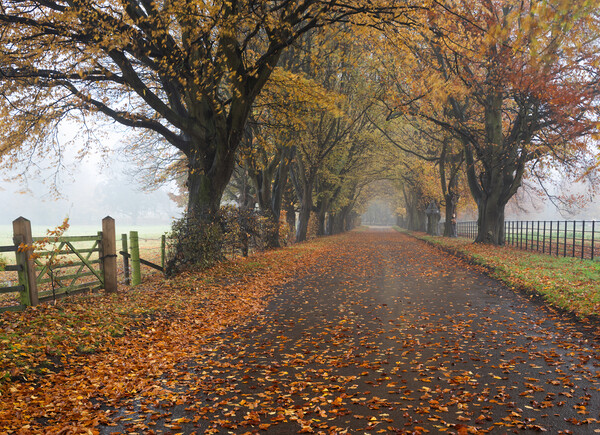 Autumn road Picture Board by Jason Thompson