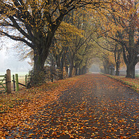 Buy canvas prints of Autumn road by Jason Thompson
