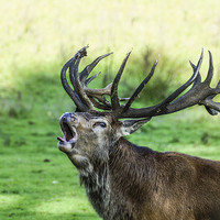 Buy canvas prints of  Bolving Red Stag by Dave Webb