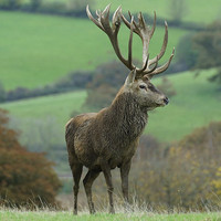 Buy canvas prints of  Impressive Red Stag by Dave Webb