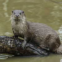 Buy canvas prints of  Wild Otter by Dave Webb
