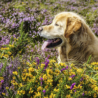Buy canvas prints of  Golden Retriever in the August heather by Dave Webb