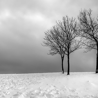 Buy canvas prints of  Winter Solitude. by Sian Sullivan