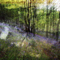 Buy canvas prints of  Abstract Bluebells by Sian Sullivan