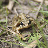 Buy canvas prints of  Common Frog by Darryl Hopkins