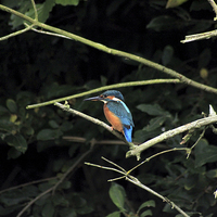 Buy canvas prints of  Kingfisher watching out for dinner by Darryl Hopkins