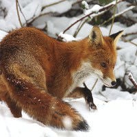 Buy canvas prints of The winter fox by Ross Lawford