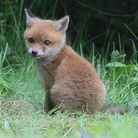 Buy canvas prints of  the cute little fox cub by Ross Lawford