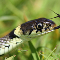 Buy canvas prints of  The Grass Snake by Ross Lawford