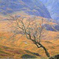 Buy canvas prints of  The Glencoe lone tree by Ross Lawford