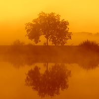 Buy canvas prints of  The golden misty tree by Ross Lawford
