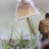 Buy canvas prints of  The frosty mushroom by Ross Lawford