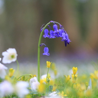 Buy canvas prints of  The Bluebell's world by Ross Lawford