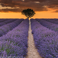 Buy canvas prints of Lavender and Light by Iain Tong