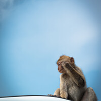 Buy canvas prints of Bored Monkey by Iain Tong