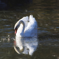 Buy canvas prints of Serene swan by Susan Tinsley
