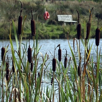 Buy canvas prints of Glimpse through the bulrushes by Susan Tinsley