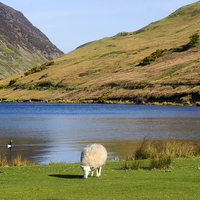 Buy canvas prints of Spring at Crummock Water by Susan Tinsley