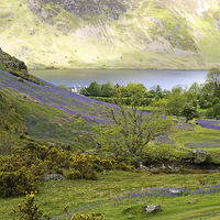 Buy canvas prints of Spring at Rannerdale by Susan Tinsley