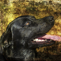 Buy canvas prints of Portrait of Labrador  by Susan Tinsley