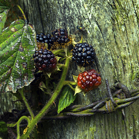 Buy canvas prints of Ripening blackberries by Susan Tinsley
