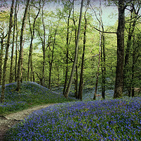 Buy canvas prints of Bluebells at Fishgarth by Susan Tinsley