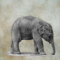 Buy canvas prints of Baby elephant by Susan Tinsley
