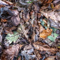 Buy canvas prints of  Autumn Leaves! by Simon Rees