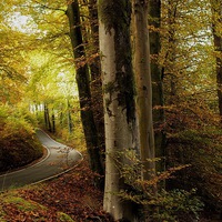 Buy canvas prints of  Autumn Leaves  by Simon Rees