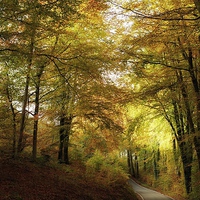 Buy canvas prints of  Autumn scene  by Simon Rees