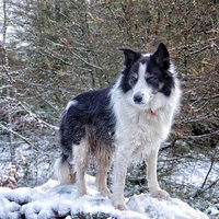 Buy canvas prints of  Sheepdog on a snowy Rhondda hilltop by Simon Rees
