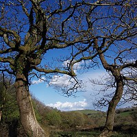 Buy canvas prints of Tree Study by Simon Rees