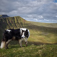 Buy canvas prints of Mountain Dog by Simon Rees
