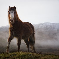 Buy canvas prints of Brecon Beacons mountain pony  by Simon Rees