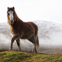 Buy canvas prints of Welsh Mountain Pony in the Brecon Beacons National by Simon Rees