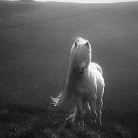 Buy canvas prints of Wild Pony In The Brecon Beacons  by Simon Rees