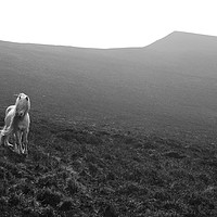 Buy canvas prints of A Wild Pony In The Brecon Beacons  by Simon Rees