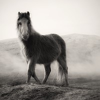 Buy canvas prints of Wild Pony Portrait by Simon Rees