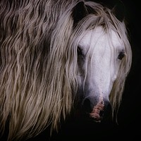 Buy canvas prints of Wild Pony In Brecon Beacons  by Simon Rees
