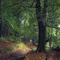 Buy canvas prints of The Old Wood  by Simon Rees