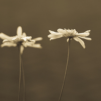 Buy canvas prints of  Sepia daisies by Graeme Wilson