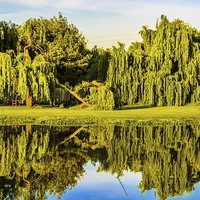 Buy canvas prints of  Willow reflections by Graeme Wilson
