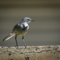 Buy canvas prints of  Wagtail guard by Graeme Wilson