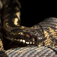 Buy canvas prints of  Adder portrait by Chris Griffin