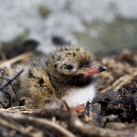 Buy canvas prints of  Common Tern chick by Chris Griffin
