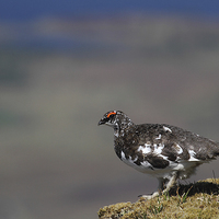 Buy canvas prints of  Ptarmigan on Kilbreck by Chris Griffin